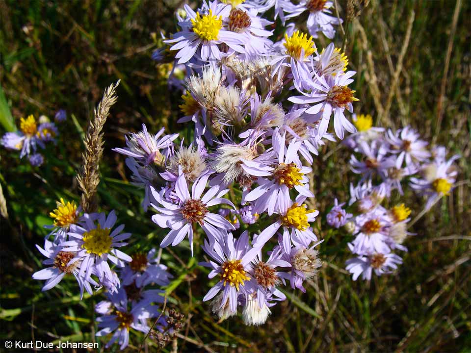 Strandasters